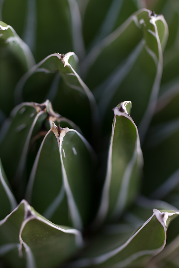 Succulent in Phoenix, Arizona