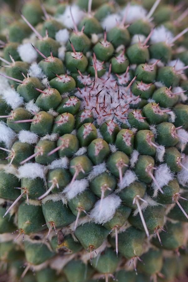 Cactus Fur in Phoenix, Arizona