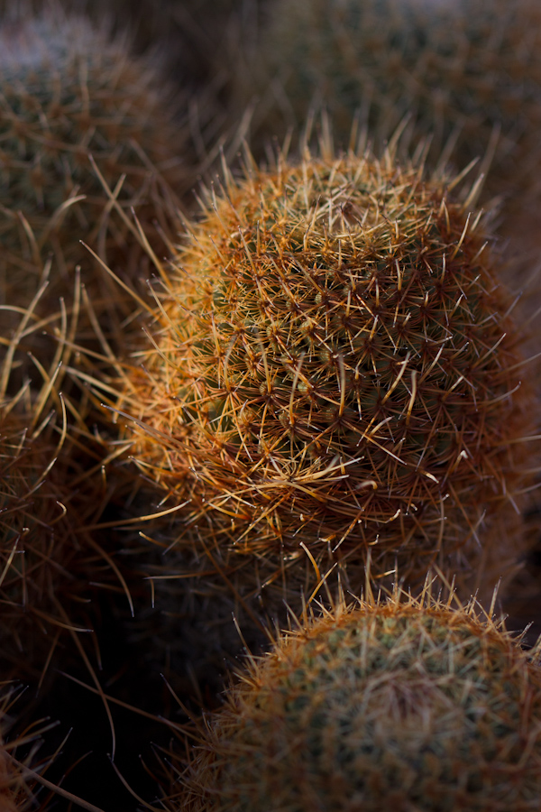 Dawn Spines in Phoenix, Arizona