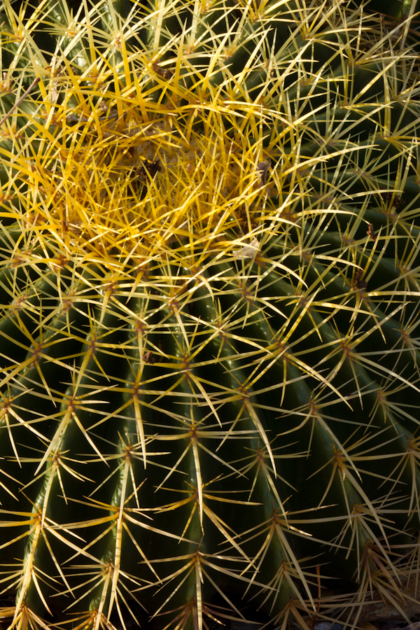 Golden Spines in Phoenix, Arizona