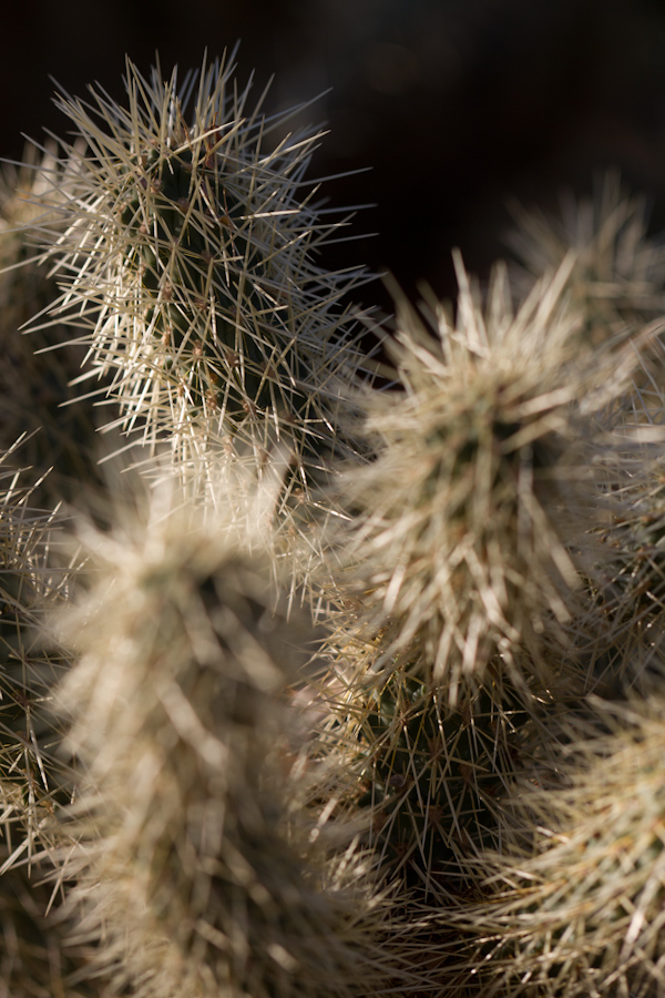 Sharp Spines in Phoenix, Arizona