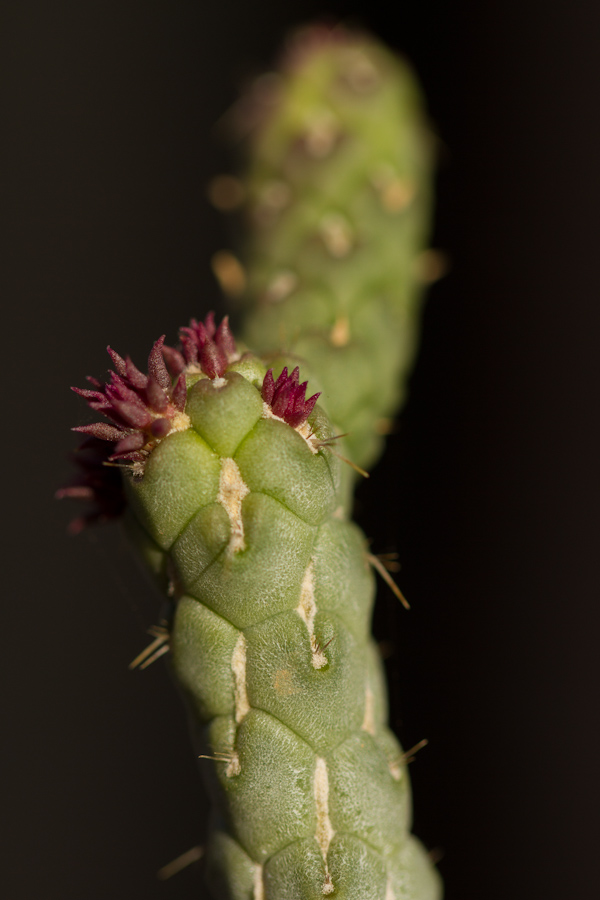 New Buds in Phoenix, Arizona