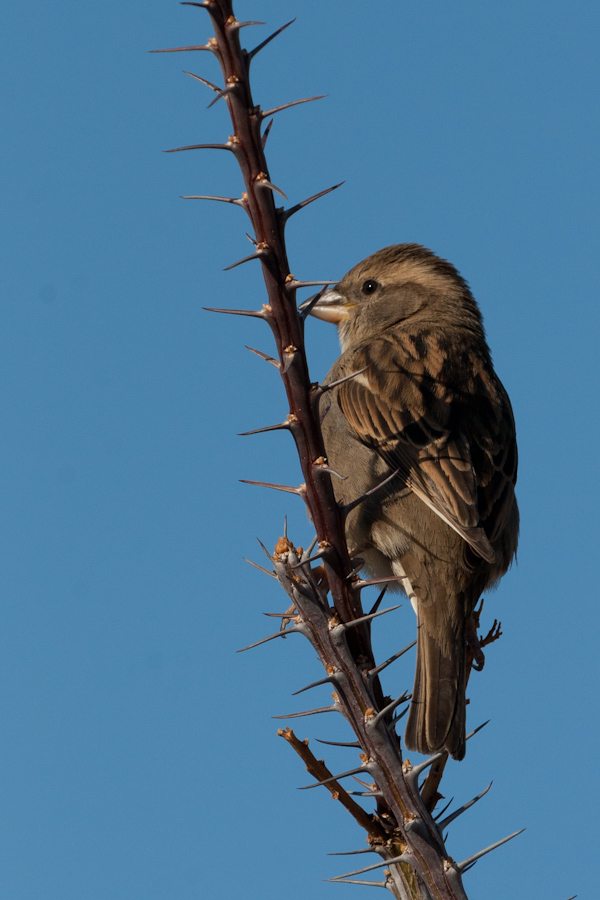 Spiny Perch in Phoenix, Arizona