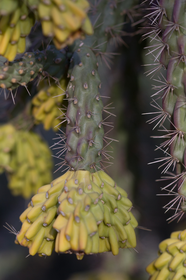 Heavy Fruit in Phoenix, Arizona