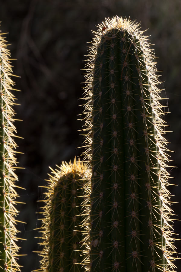 Spiny Light in Phoenix, Arizona