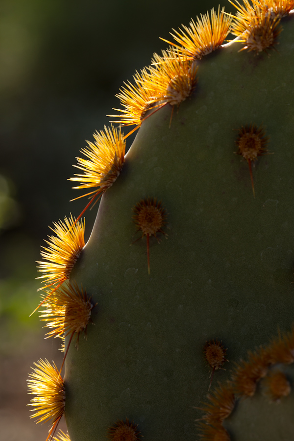 Sun Spines in Phoenix, Arizona