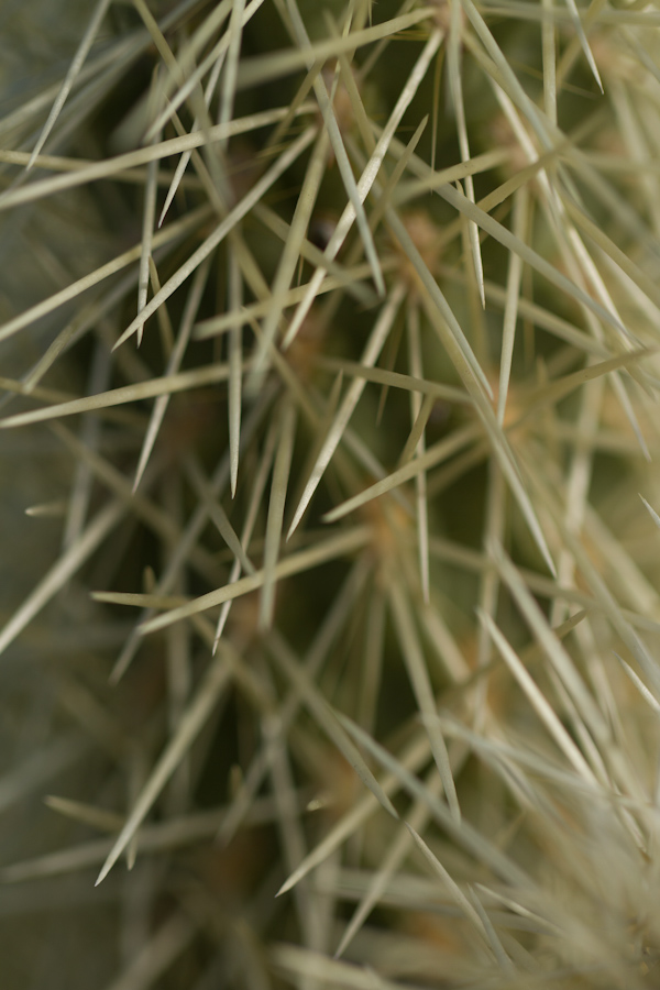 Safety in Spines in Phoenix, Arizona