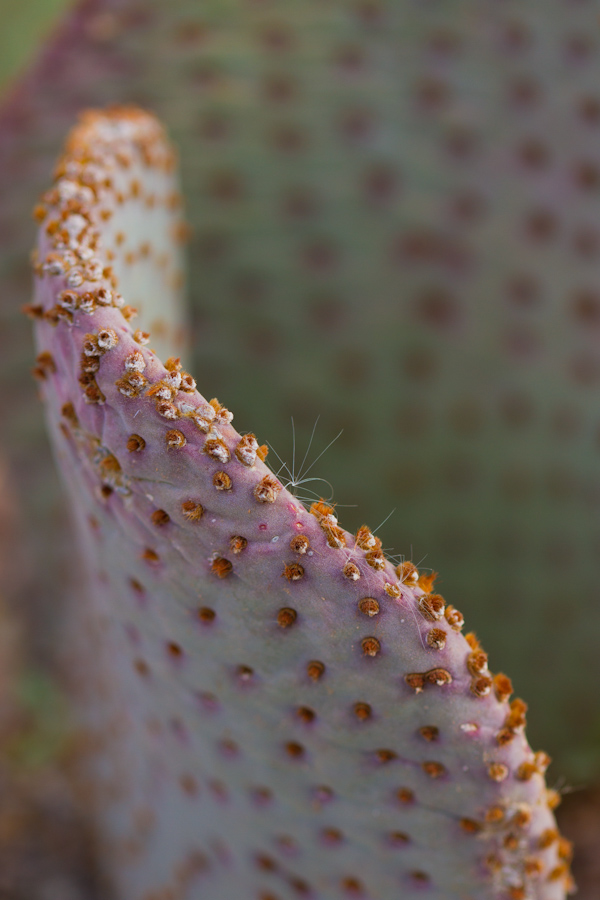 Purple Pear in Phoenix, Arizona