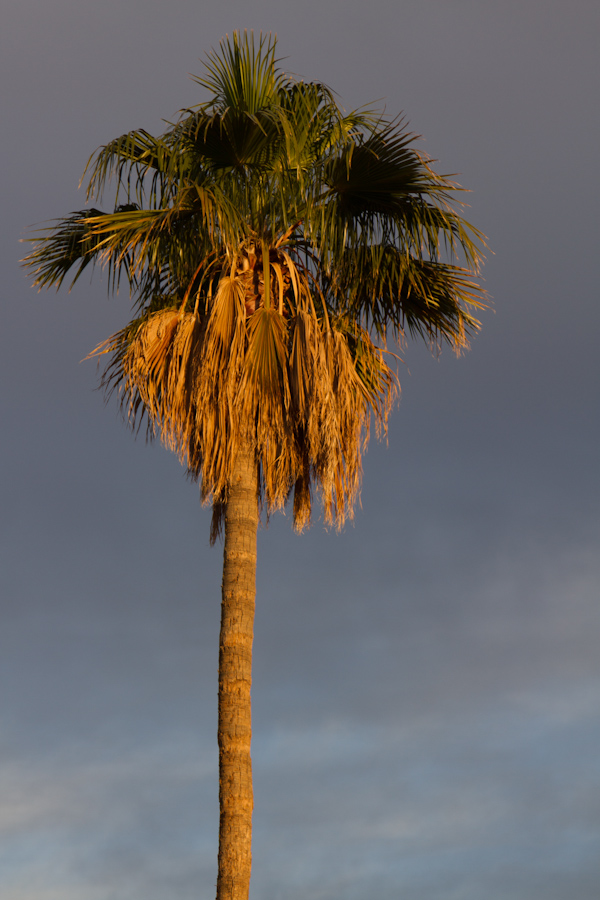 Palm in Paradise Valley, Arizona