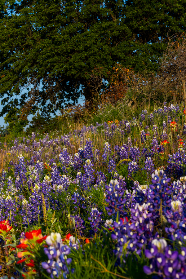 Texas Hill in Austin, Texas