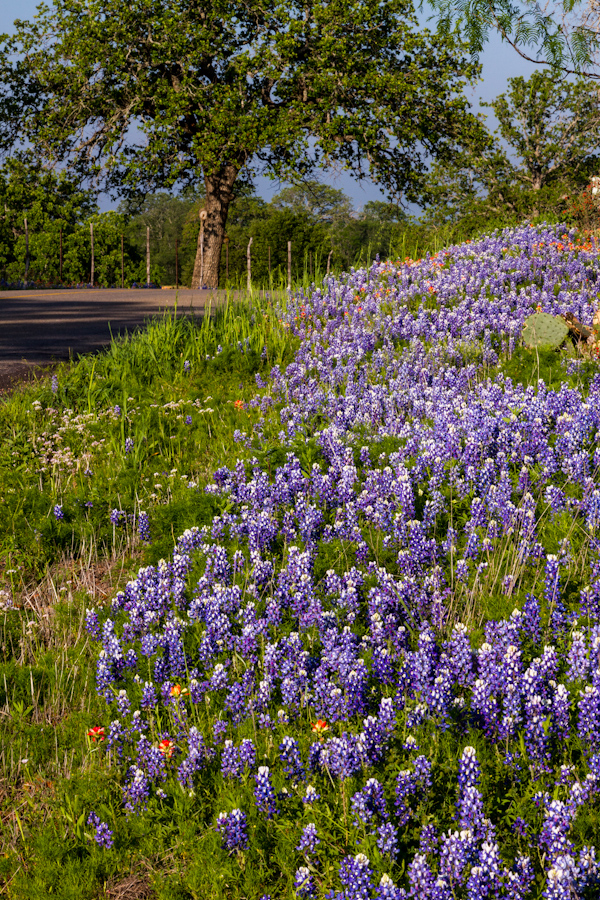 Pretty Curve in the Road in Austin, Texas