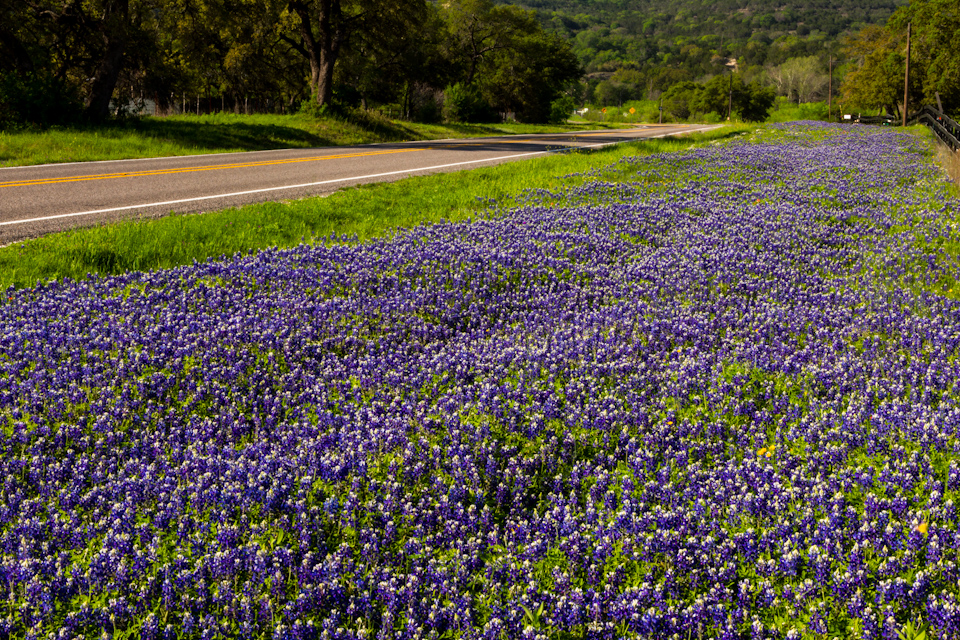 Blue Carpet in Austin, Texas
