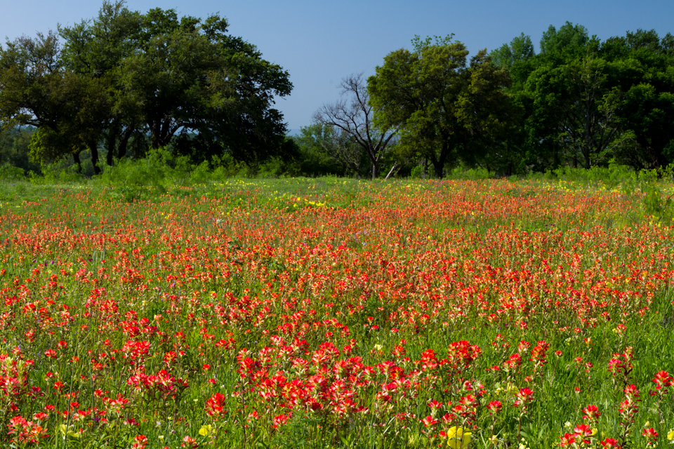 Red Landscape in Austin, Texas