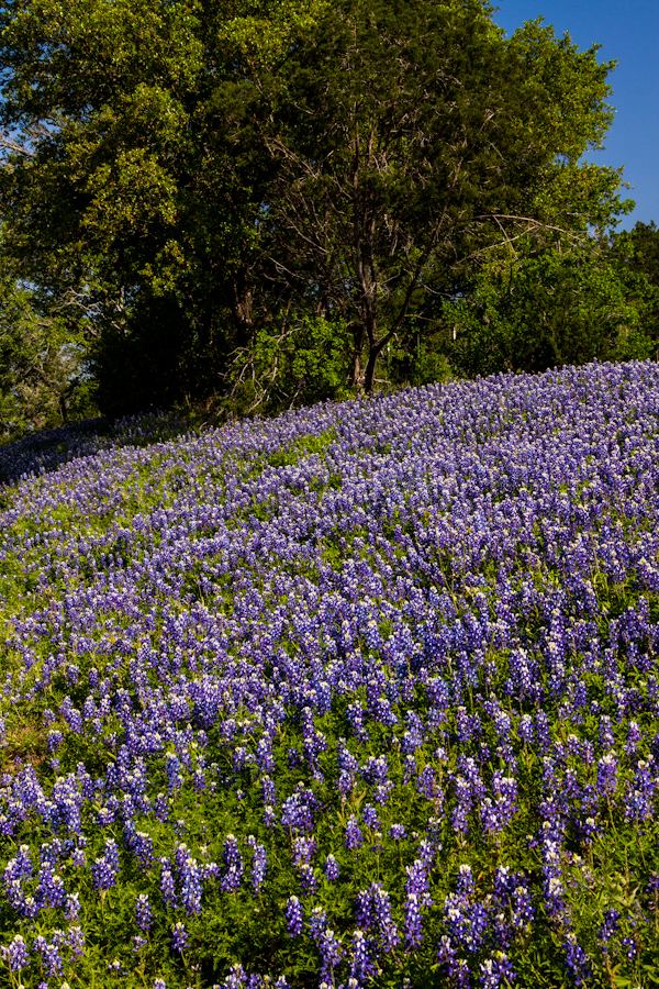 Blue Hill in Austin, Texas