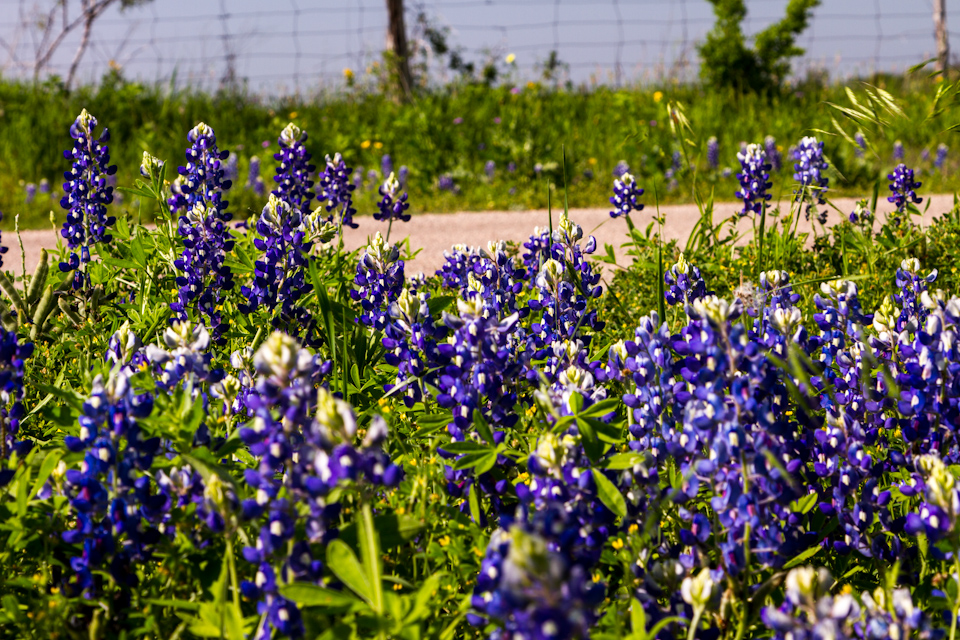 Texas Road in Austin, Texas