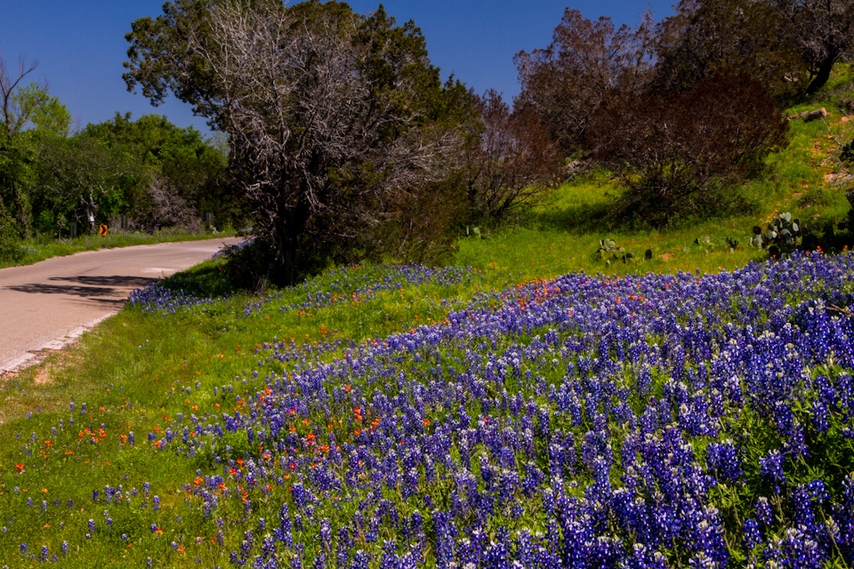 Texas Flowers in Austin, Texas