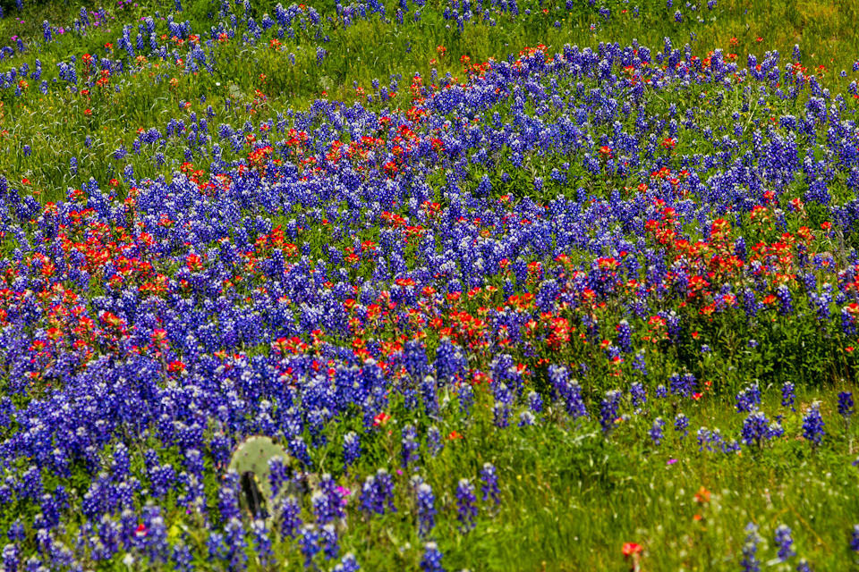 Flower Carpet in Austin, Texas