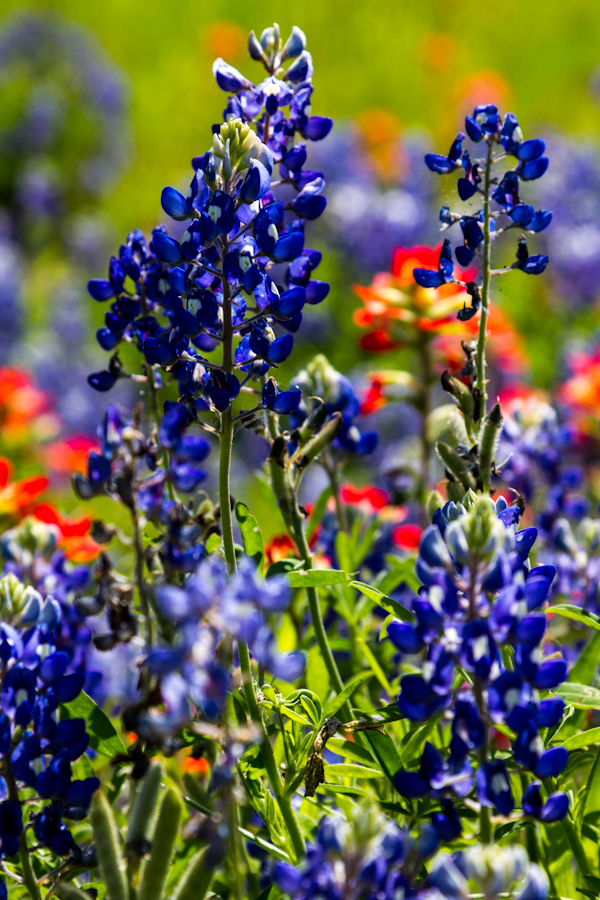Blue Bonnet in Austin, Texas