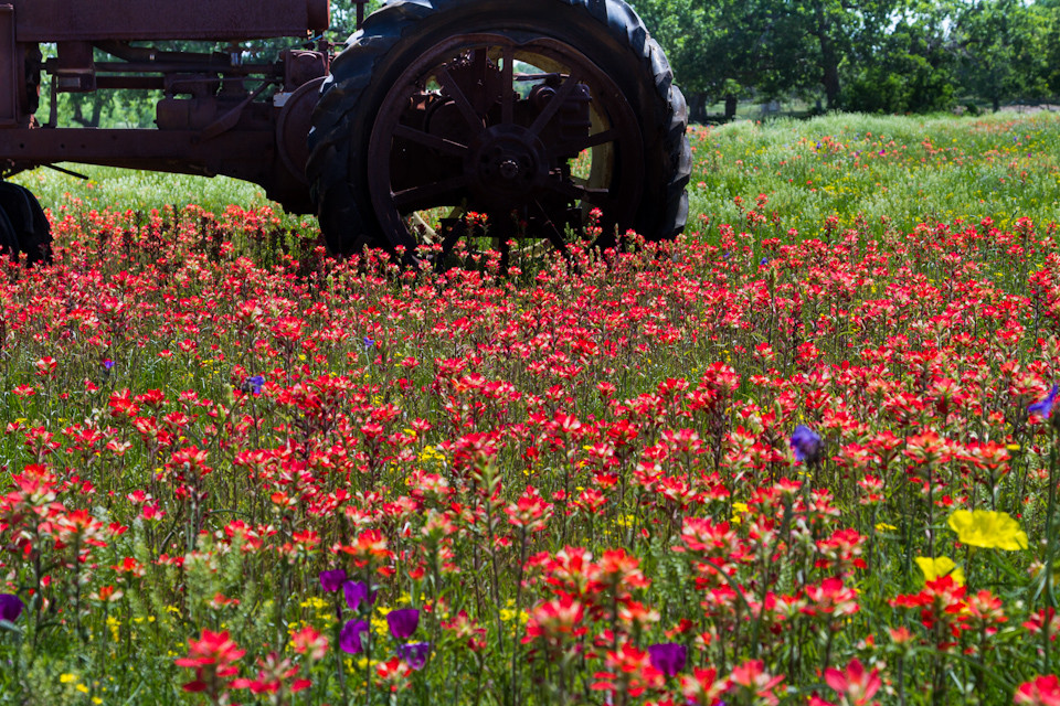 Farm Flowers in Austin, Texas