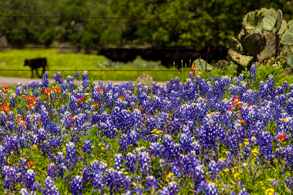 Flowers on the Farm in Austin, Texas