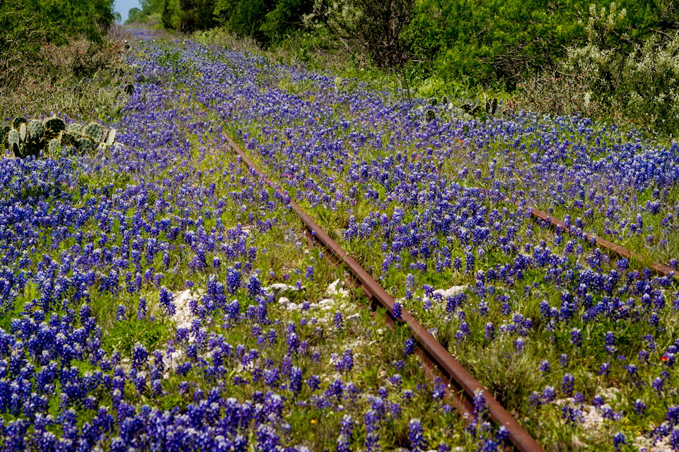 Blue Bed in Austin, Texas