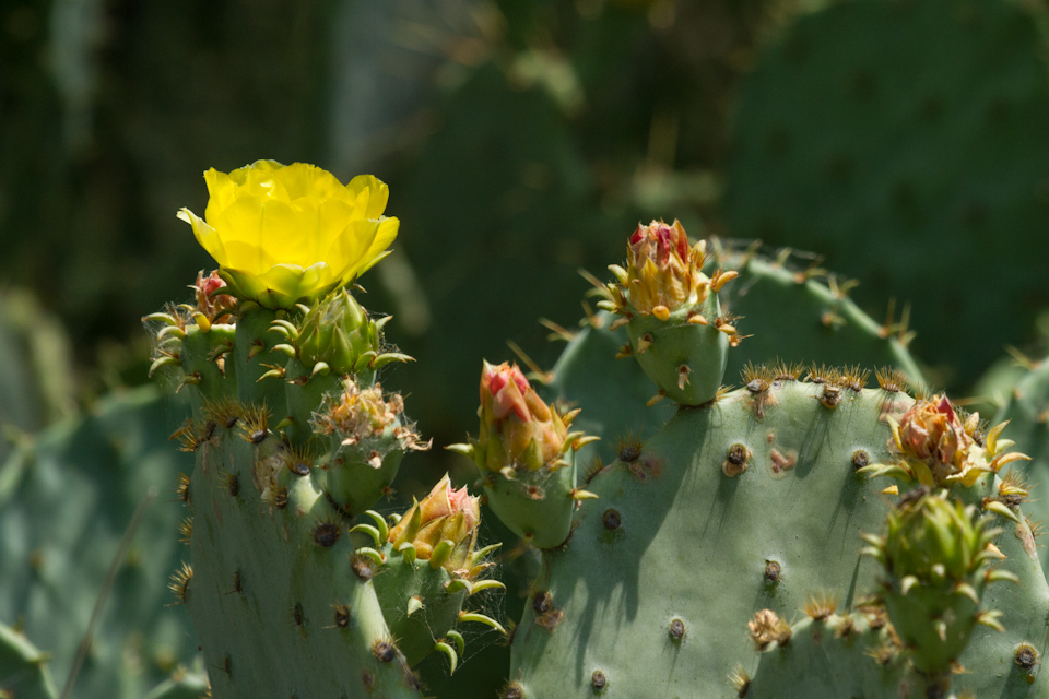 Prickly Yellow in Austin, Texas