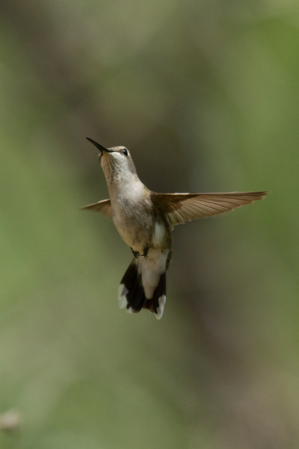 Air Dancer in Austin, Texas
