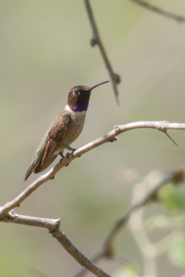 Black-Chinned Hummingbird in Austin, Texas