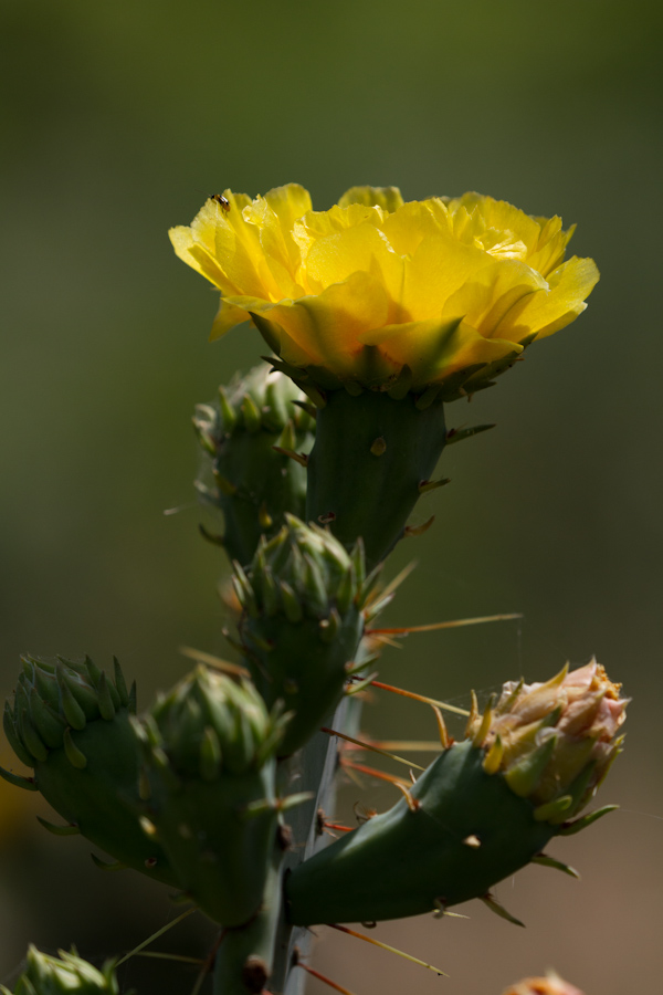 Cactus Flower in Austin, Texas