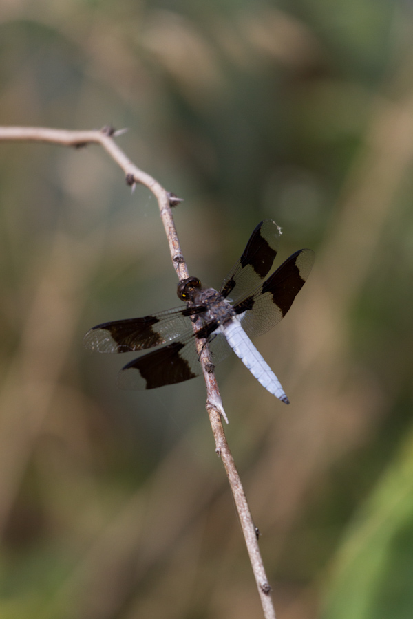 Black Wings in Austin, Texas