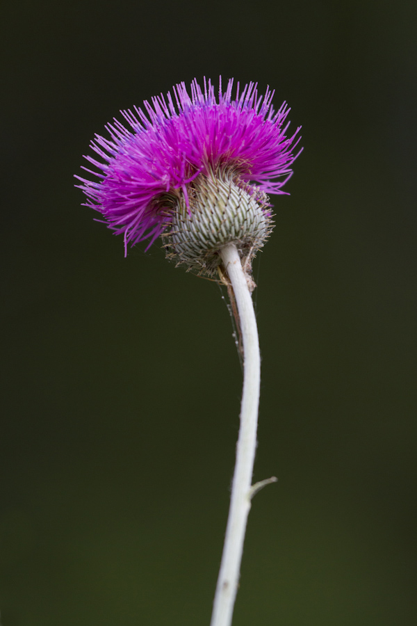 Pretty Thistle in Austin, Texas