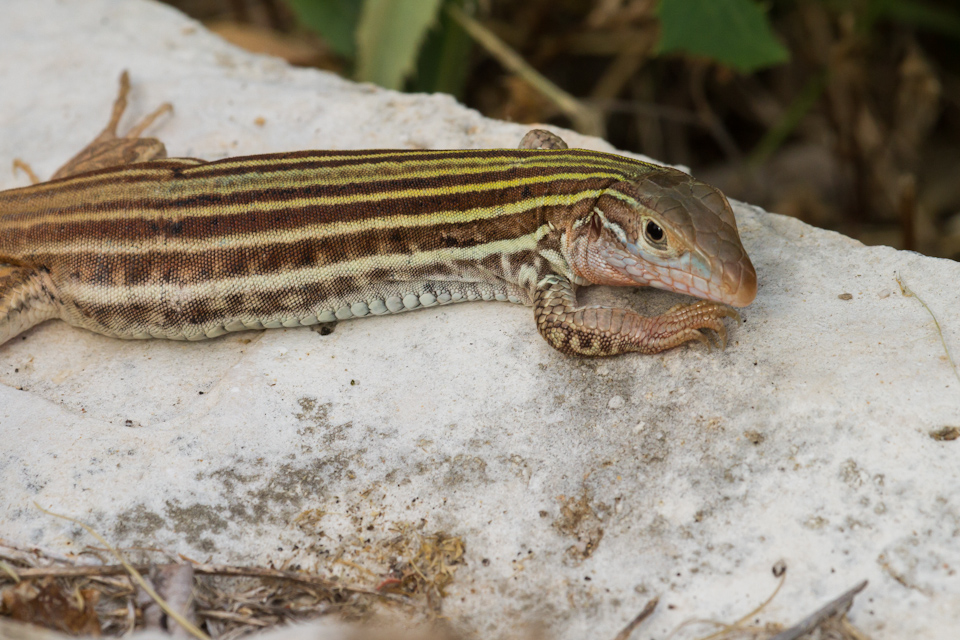 Hill Country Lizard in Austin, Texas