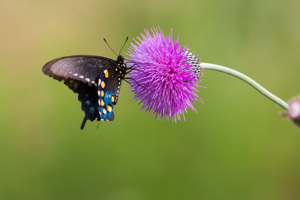 Dining on a Thistle in Austin, Texas