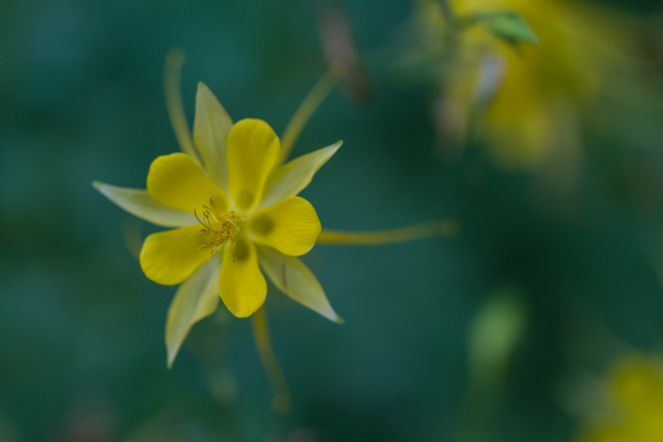 Yellow Burst in Austin, Texas
