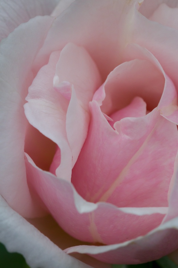 Pink Rose in Austin, Texas