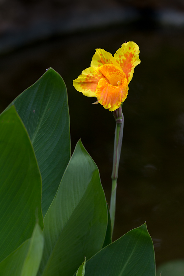 Water Flower in Austin, Texas