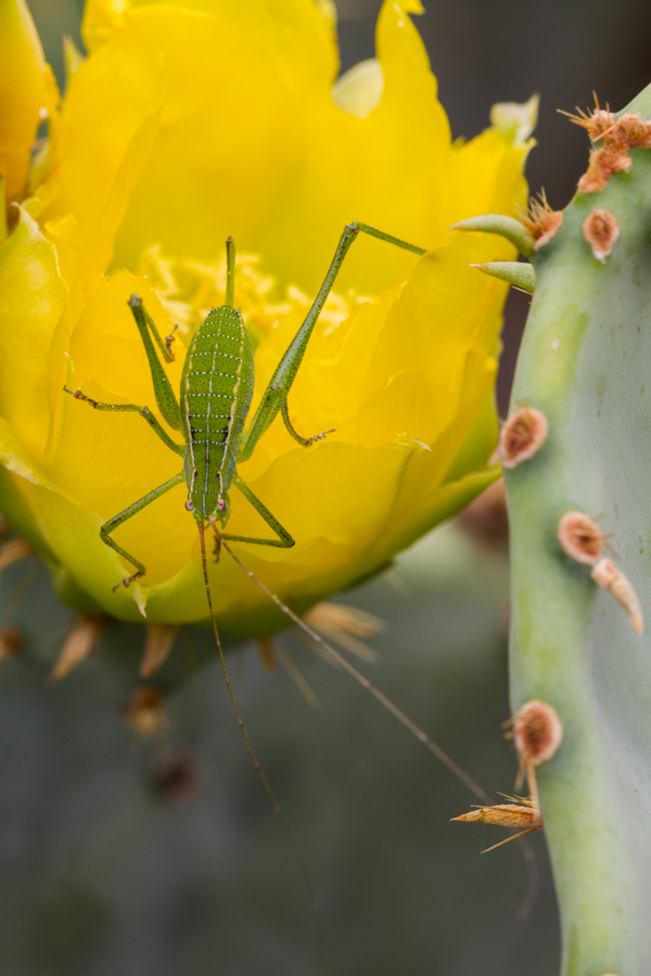 Better to be Yellow in Austin, Texas