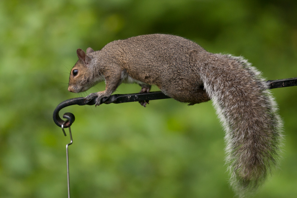 On the Prowl in Highlands, North Carolina