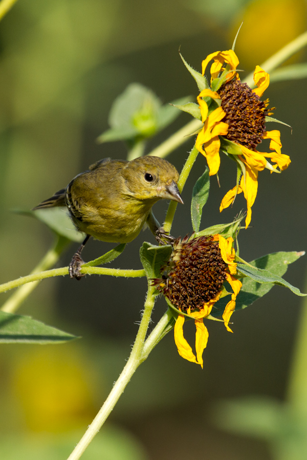 Female Lesser Goldfinch in Phoenix, Arizona