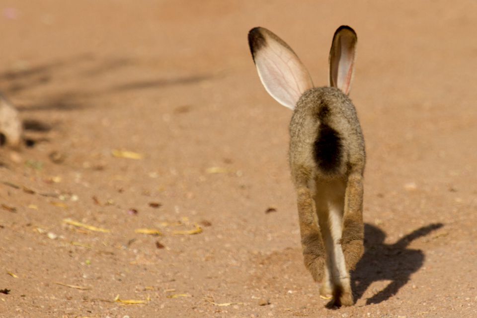 Jack Rabbit in Flight in Phoenix, Arizona