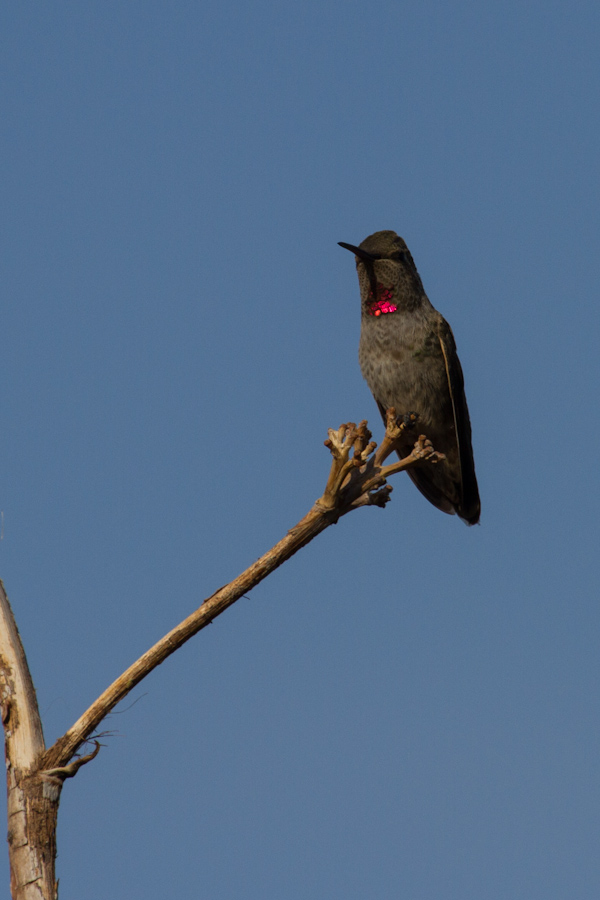 Bright Throat in Phoenix, Arizona