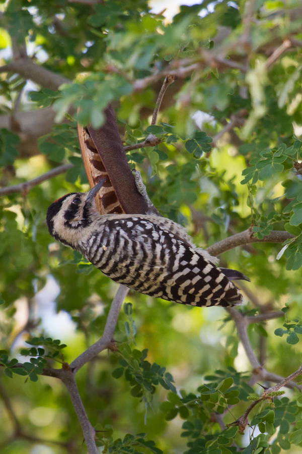Pod-Pecker in Phoenix, Arizona