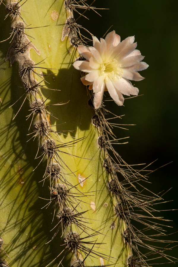 Pipe Flower in Phoenix, Arizona
