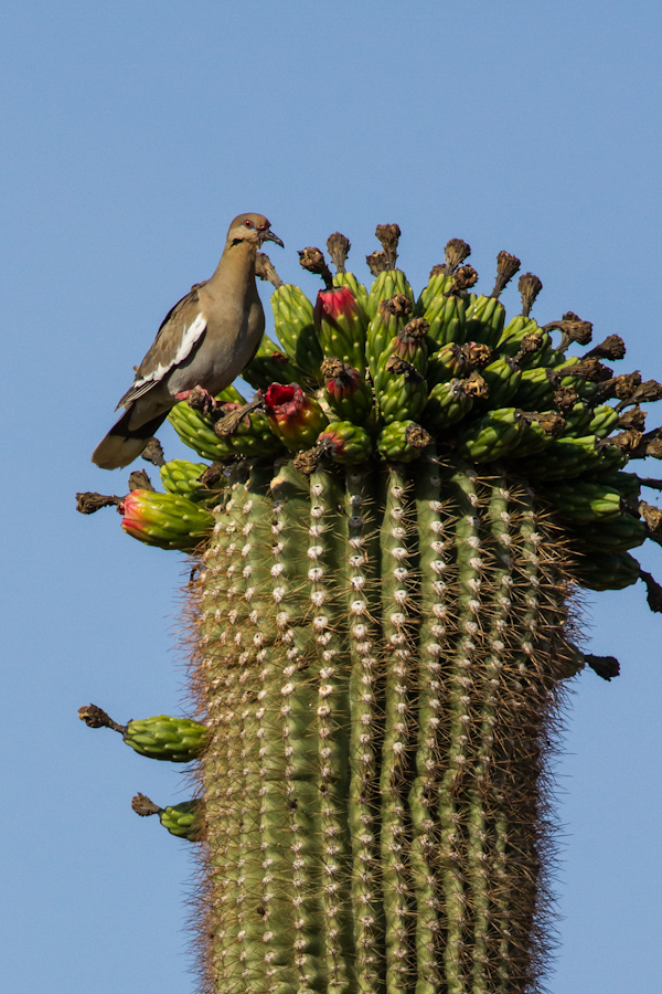 Feast in Phoenix, Arizona