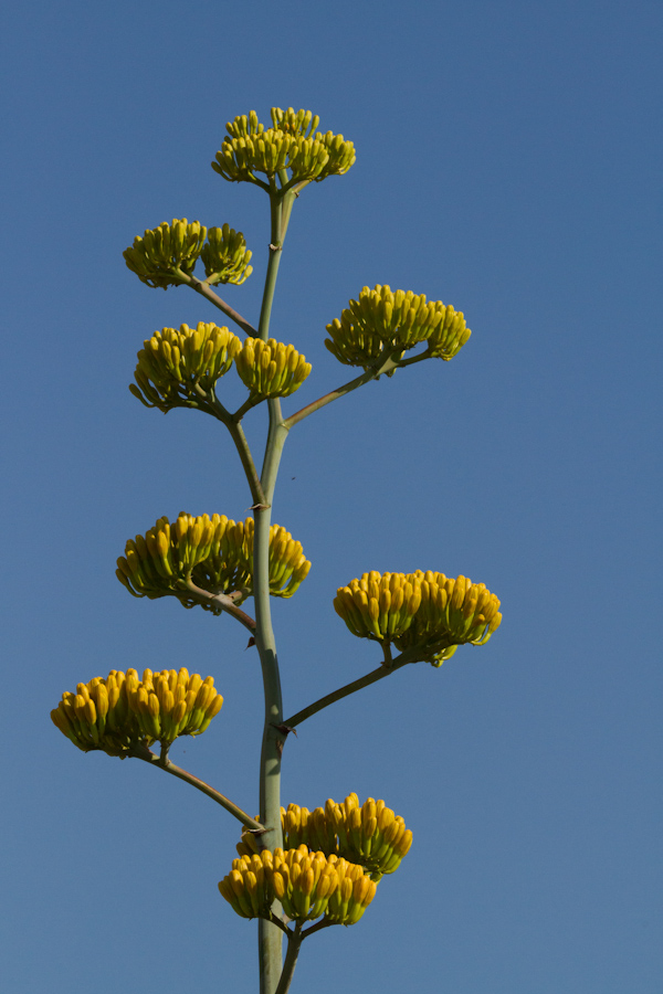 Yellow Yucca in Phoenix, Arizona