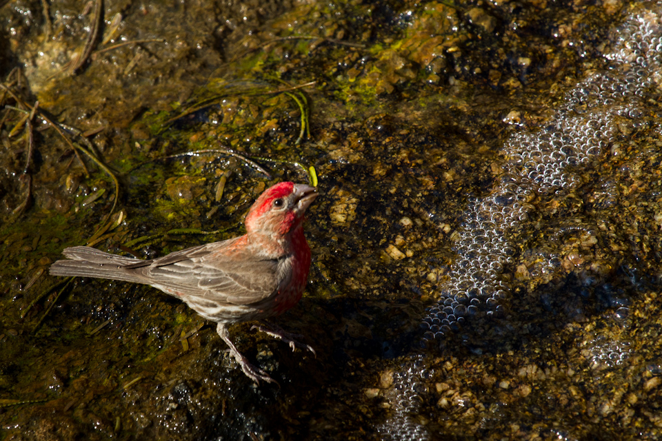 Thirsty in Phoenix, Arizona