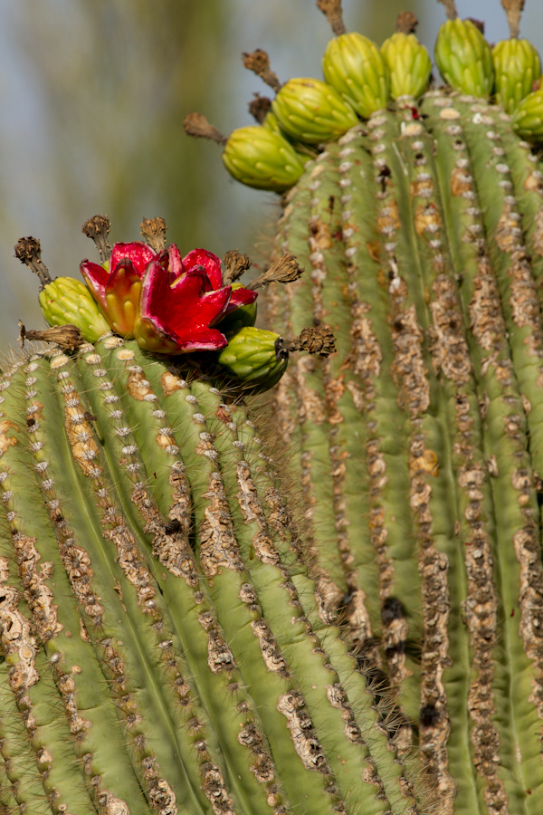 Cactus Fruit in Phoenix, Arizona