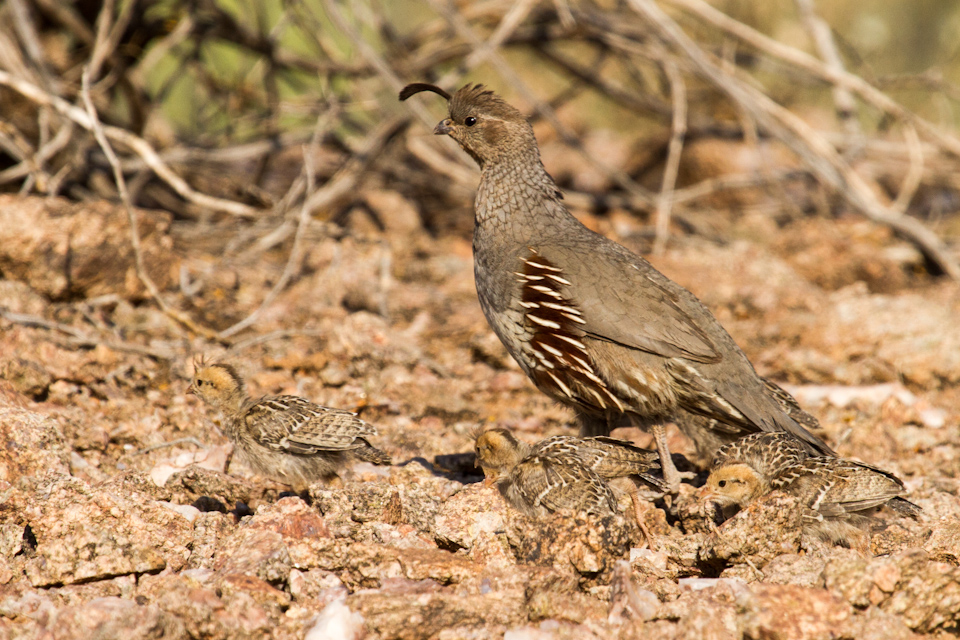 How Many Quail Can You See? in Phoenix, Arizona