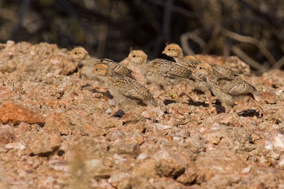 Covey of Little Quail in Phoenix, Arizona