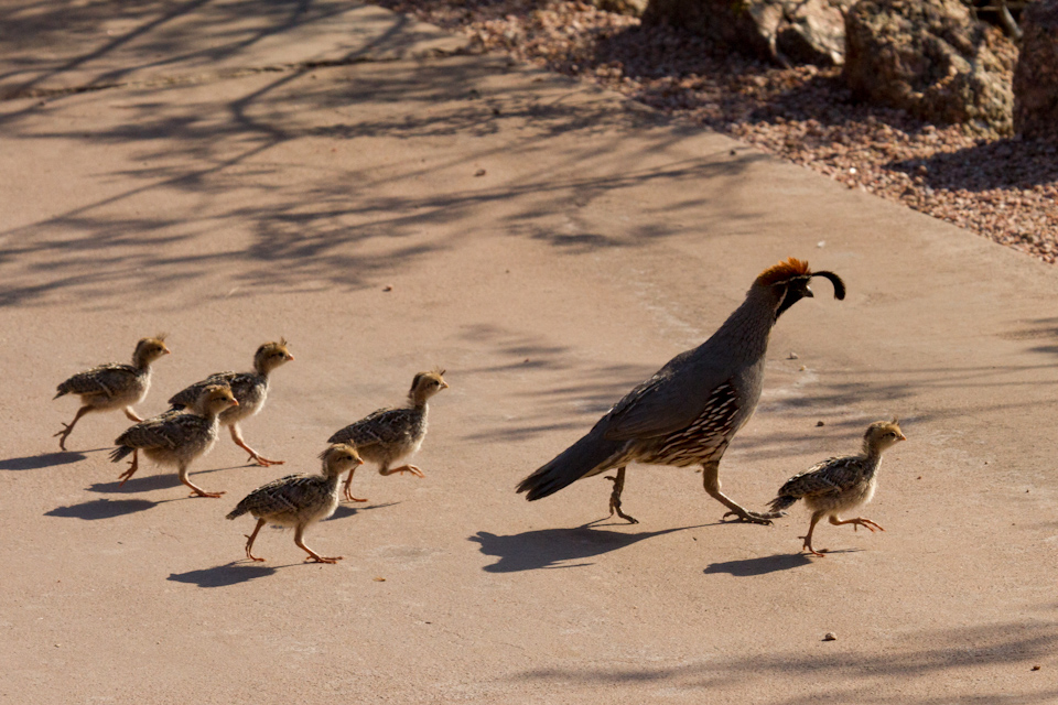 Out for a Stroll in Phoenix, Arizona